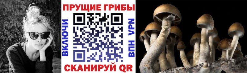 Псилоцибиновые грибы MAGIC MUSHROOMS  Купить где  Оренбург 